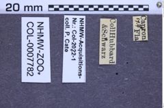Etiketten zu Melanotus piceatus (NHMW-ZOO-COL-0007782)